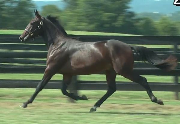 Standard Bred Yearlings